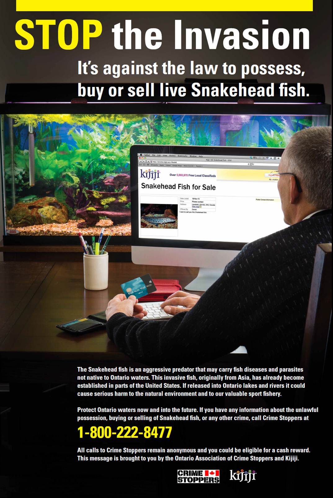 Snakeheadfish